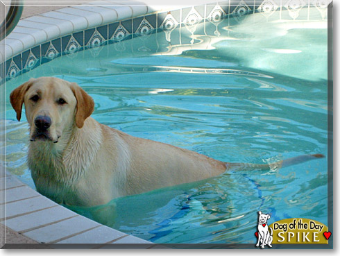 Spike, the Dog of the Day