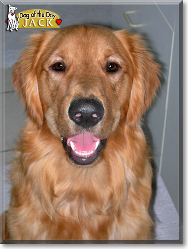 Jack, the Dog of the Day Jack, the Dog of the Day