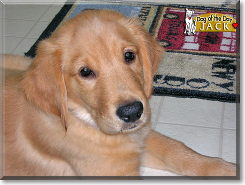 Jack, the Dog of the Day Jack, the Dog of the Day