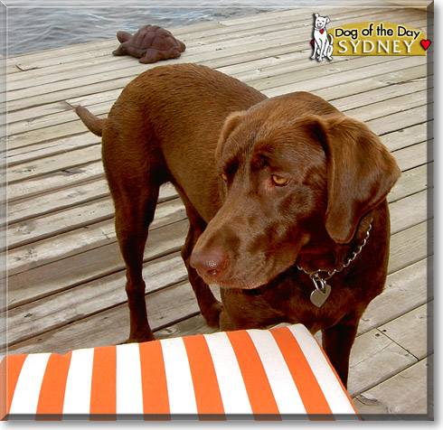 Sydney, the Dog of the Day