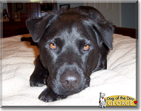 George, the Dog of the Day