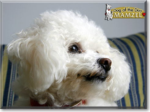 Mamzel, the Dog of the Day