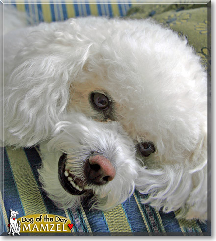 Mamzel, the Dog of the Day