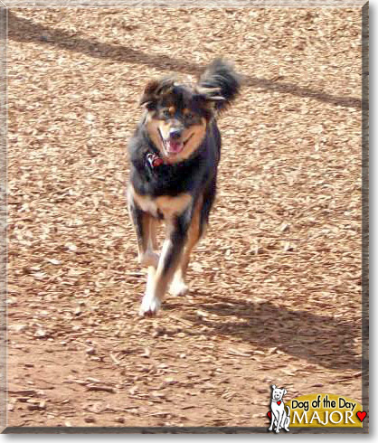 Major, the Dog of the Day