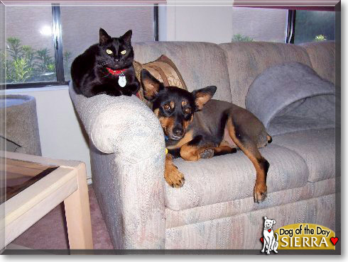 Sierra, the Dog of the Day