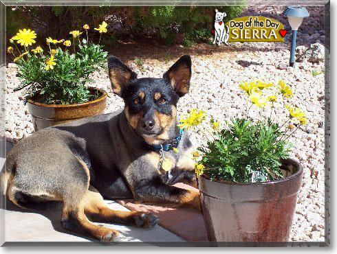 Sierra, the Dog of the Day