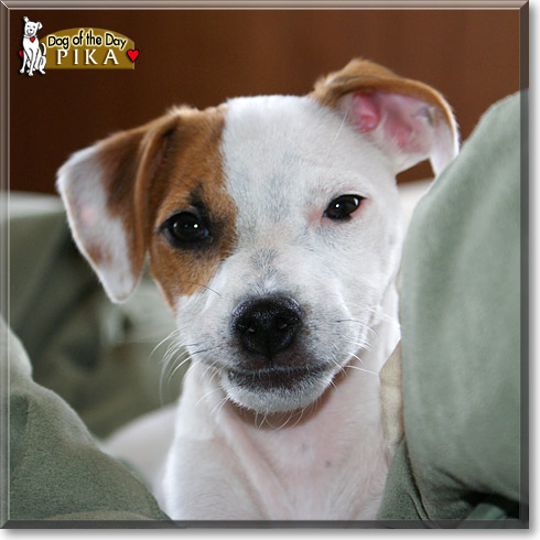 Pika, the Dog of the Day Pika, the Dog of the Day