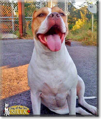 Nilla, the Dog of the Day Nilla, the Dog of the Day
