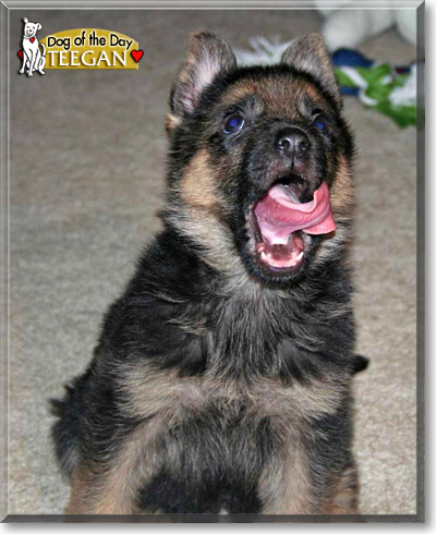 Teegan, the Dog of the Day
