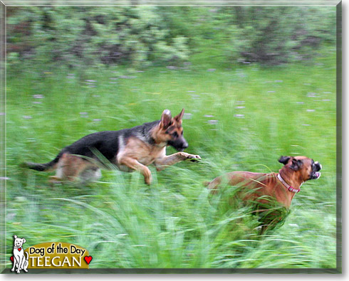 Teegan, the Dog of the Day