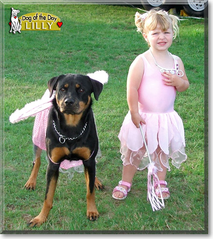 Lilly, the Dog of the Day