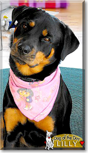 Lilly, the Dog of the Day