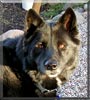 Roxie