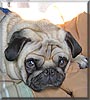 Otis