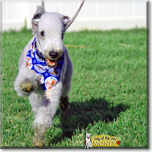 Monty, the Dog of the Day