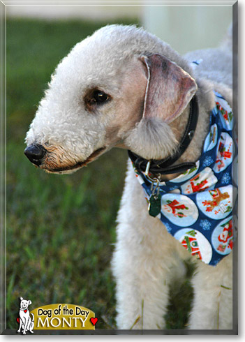 Monty, the Dog of the Day
