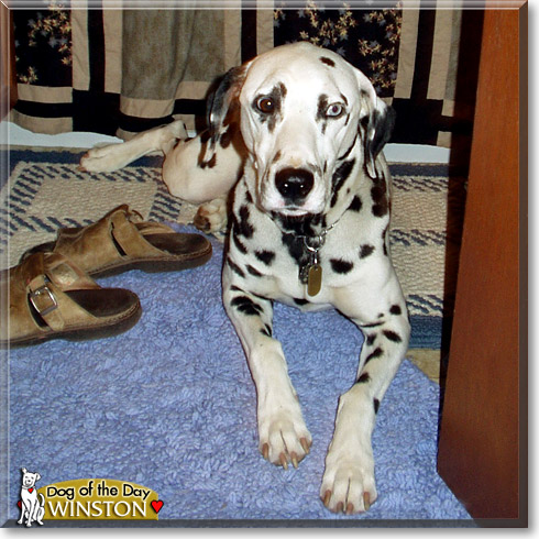 Winston, the Dog of the Day