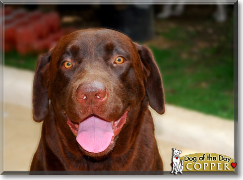 Copper, the Dog of the Day