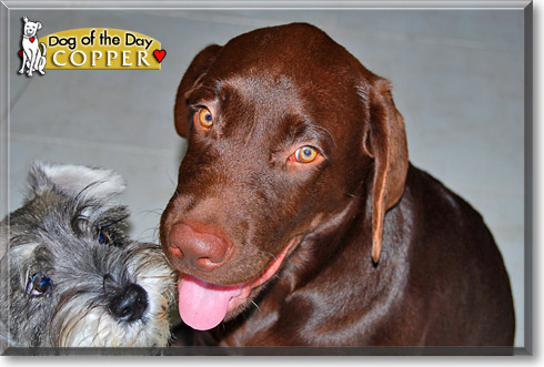 Copper, the Dog of the Day