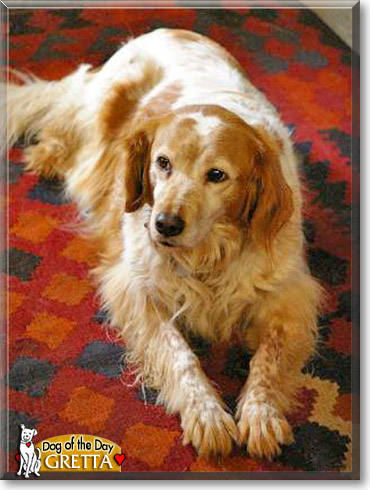 Gretta, the Dog of the Day