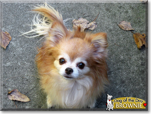 Brownie, the Dog of the Day