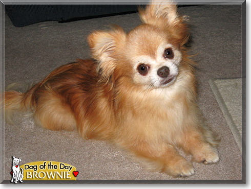 Brownie, the Dog of the Day