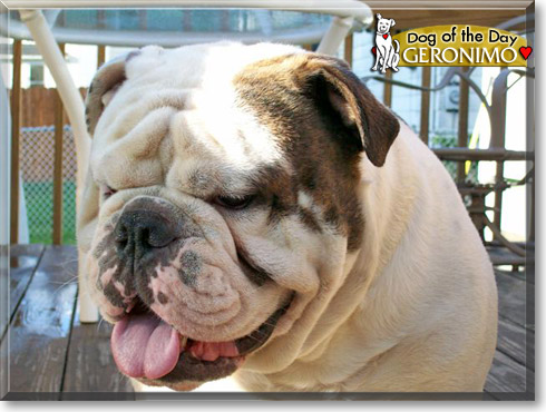 Geronimo, the Dog of the Day