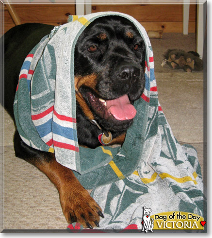 Victoria, the Dog of the Day