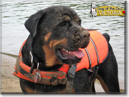 Victoria, the Dog of the Day