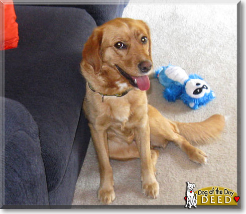 Deed, the Dog of the Day