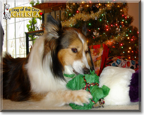Chelsea, the Dog of the Day