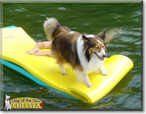 Chelsea, the Dog of the Day