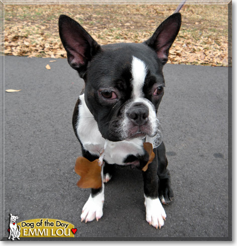 Emmi Lou, the Dog of the Day