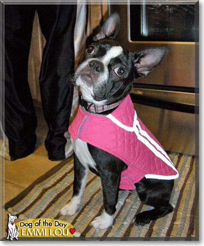 Emmi Lou, the Dog of the Day