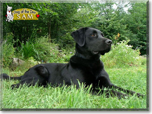 Sam, the Dog of the Day Sam, the Dog of the Day