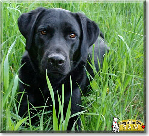 Sam, the Dog of the Day Sam, the Dog of the Day