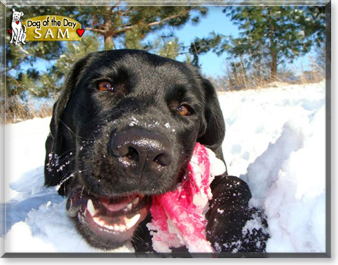 Sam, the Dog of the Day Sam, the Dog of the Day