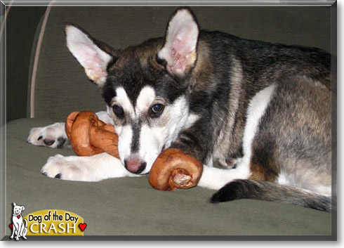Crash, the Dog of the Day