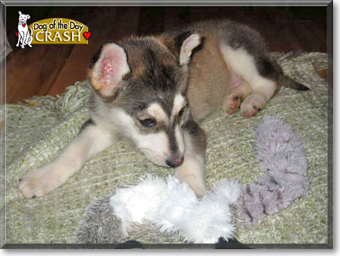 Crash, the Dog of the Day