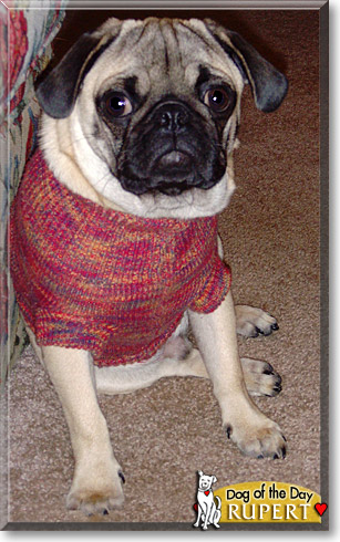 Rupert, the Dog of the Day