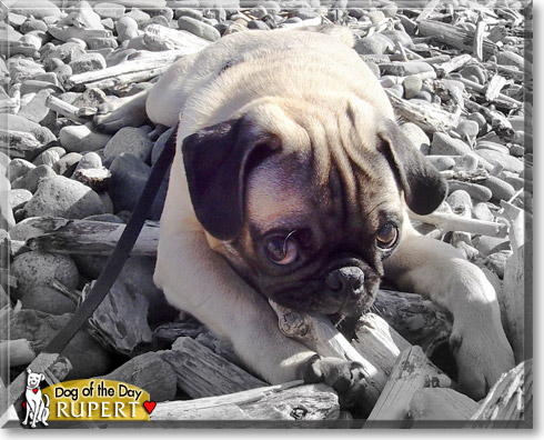 Rupert, the Dog of the Day