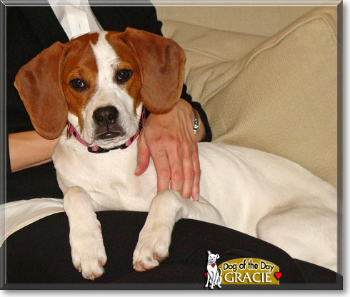 Gracie, the Dog of the Day