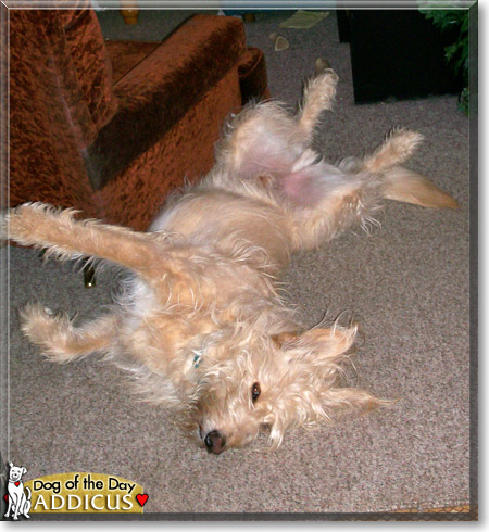 Addicus, the Dog of the Day