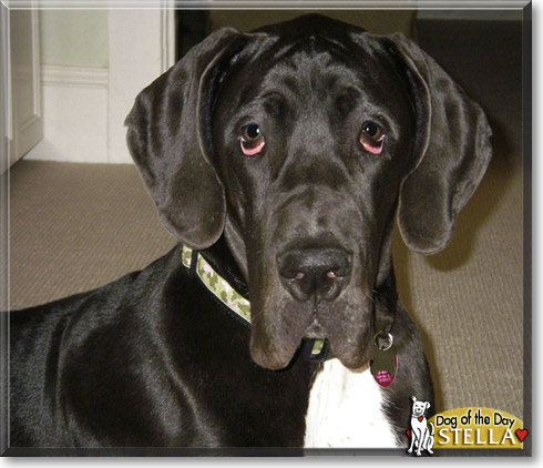 Stella, the Dog of the Day
