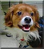 Elvis