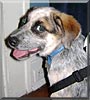 Banjo