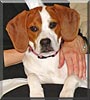 Gracie
