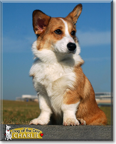 Charlie, the Dog of the Day