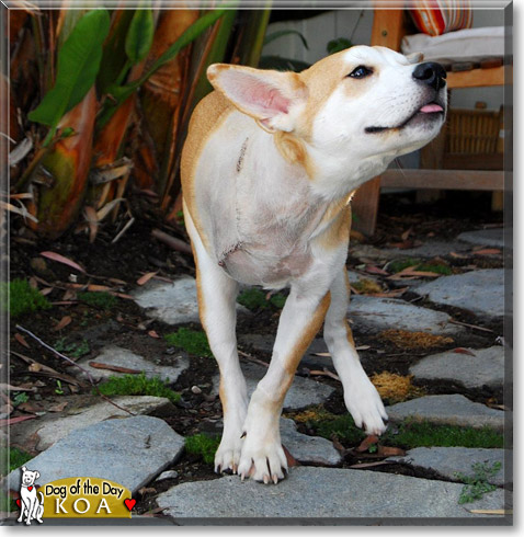 Koa, the Dog of the Day