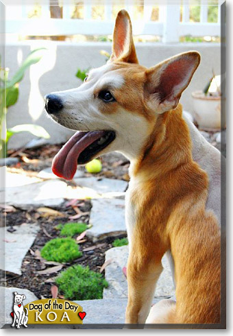 Charlie, the Dog of the Day